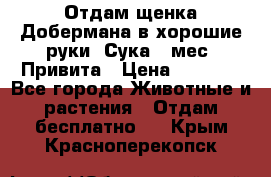 Отдам щенка Добермана в хорошие руки. Сука 5 мес. Привита › Цена ­ 5 000 - Все города Животные и растения » Отдам бесплатно   . Крым,Красноперекопск